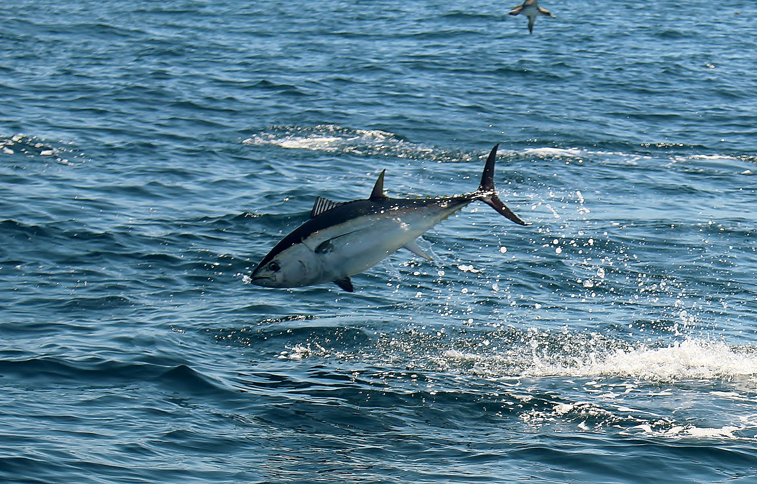 ear stones provide evidence of atlantic bluefin tuna recovery