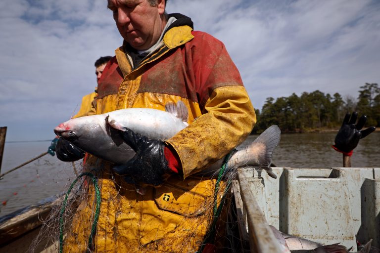 Research Quantifies Blue Catfish Eating Habits The Fishing Wire