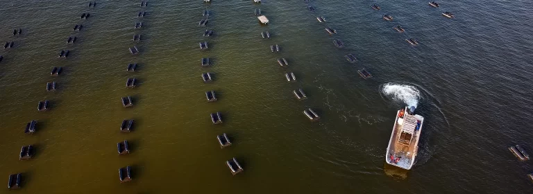 A workboat is seen from overhead among rows of floating aquaculture cages used to harvest oysters.