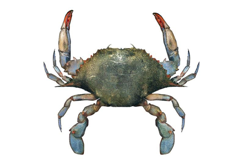 Blue Crab