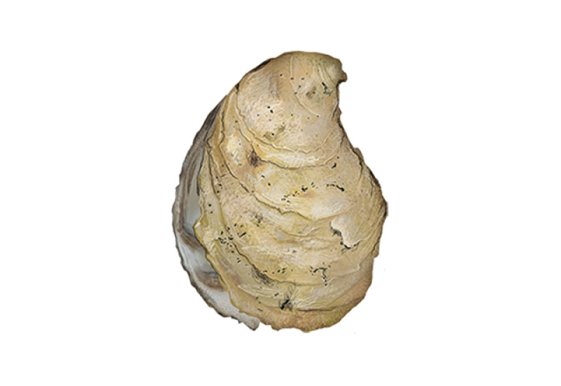 Eastern Oyster