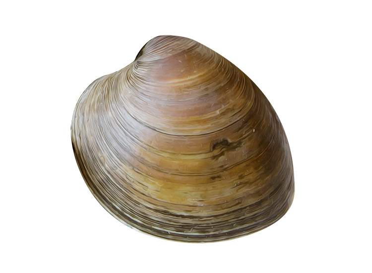 Clam