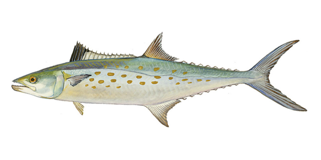 Spanish Mackerel