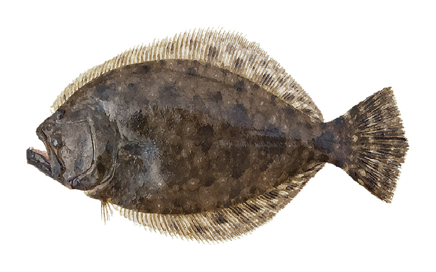 Summer Flounder