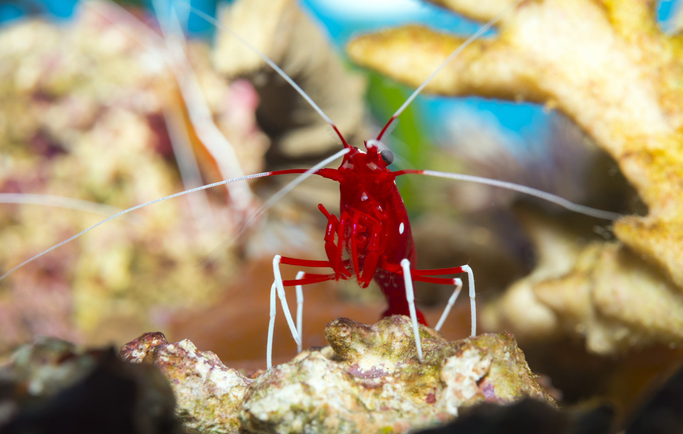 Lysmata debelius ,blood fire shrimp Virginia Sea Grant