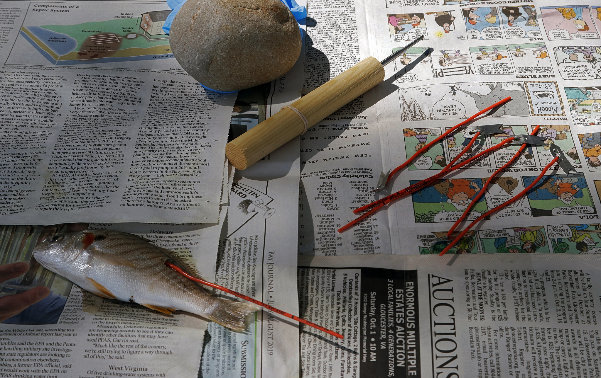 Telling the fish 'story' Virginia Gamefish Tagging Program marks 25th year