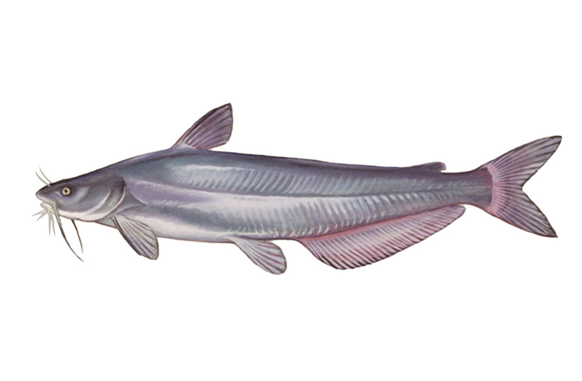 Blue Catfish